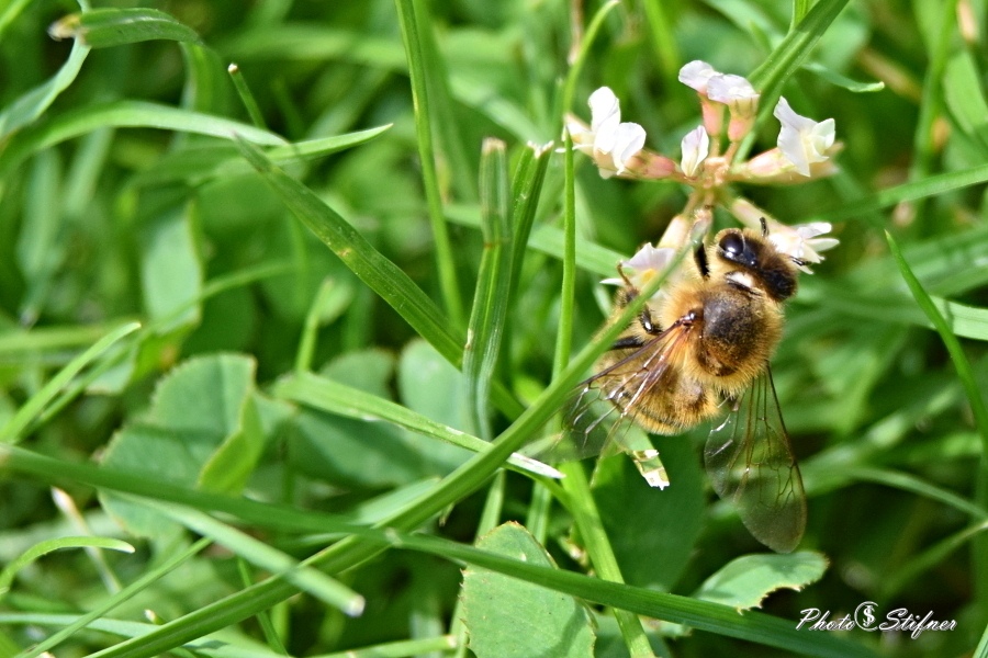 Včela medonosná  (Apis mellifera)