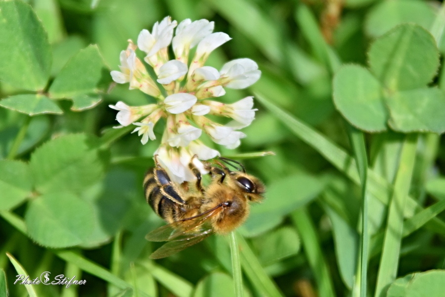 Včela medonosná  (Apis mellifera) (2)