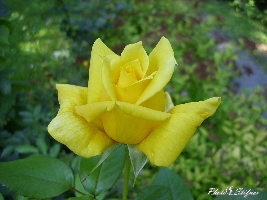Žlutá růže 